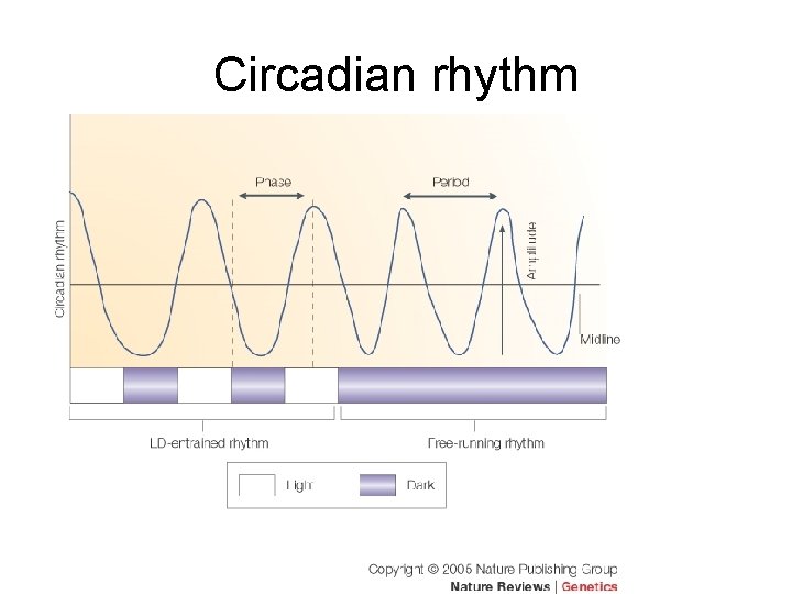 Circadian rhythm 