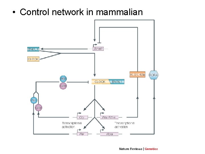  • Control network in mammalian 