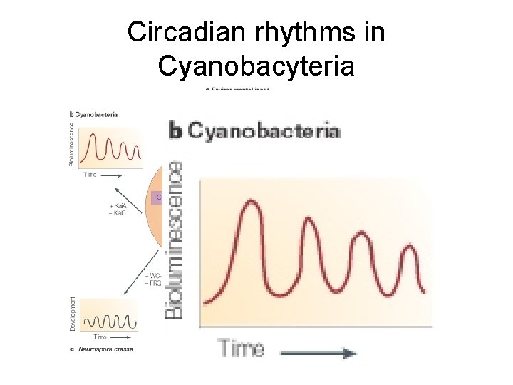 Circadian rhythms in Cyanobacyteria 