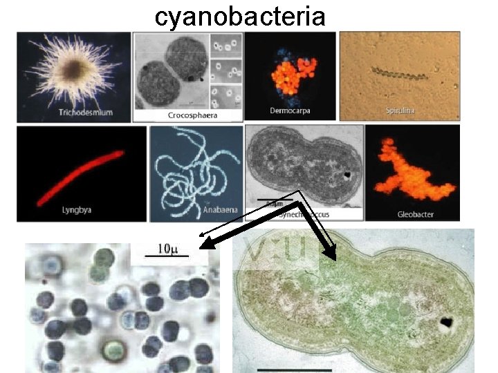 cyanobacteria 