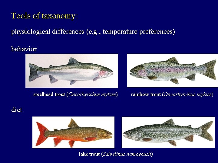 Tools of taxonomy: physiological differences (e. g. , temperature preferences) behavior steelhead trout (Oncorhynchus