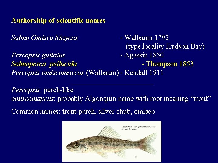 Authorship of scientific names Salmo Omisco Maycus - Walbaum 1792 (type locality Hudson Bay)