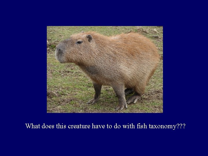 What does this creature have to do with fish taxonomy? ? ? 