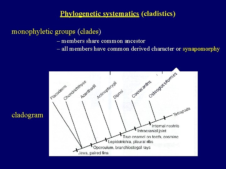 Phylogenetic systematics (cladistics) monophyletic groups (clades) – members share common ancestor – all members
