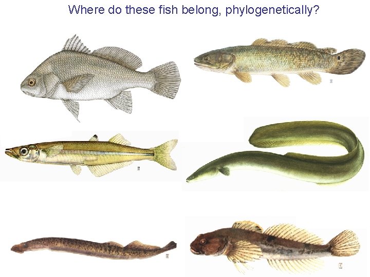 Where do these fish belong, phylogenetically? 