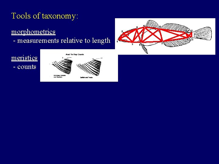 Tools of taxonomy: morphometrics - measurements relative to length meristics - counts 