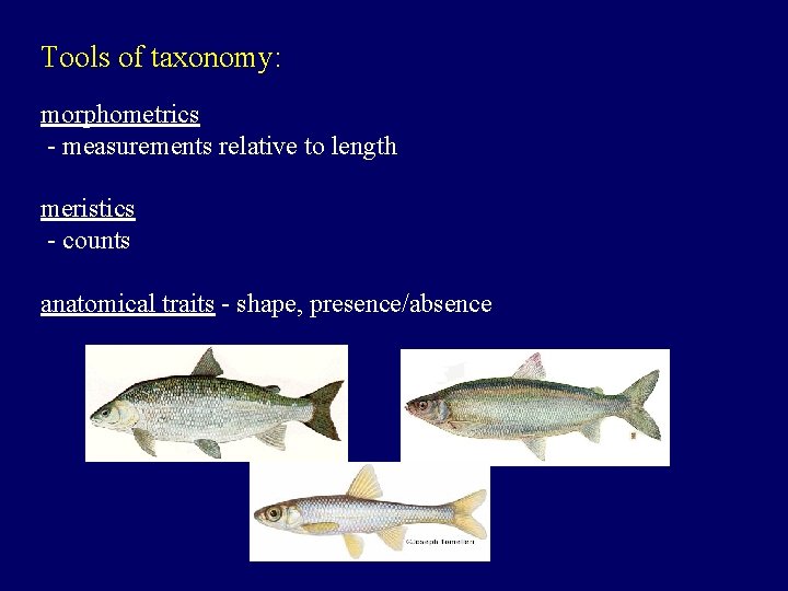 Tools of taxonomy: morphometrics - measurements relative to length meristics - counts anatomical traits