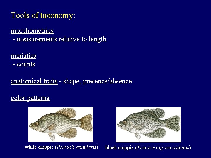 Tools of taxonomy: morphometrics - measurements relative to length meristics - counts anatomical traits