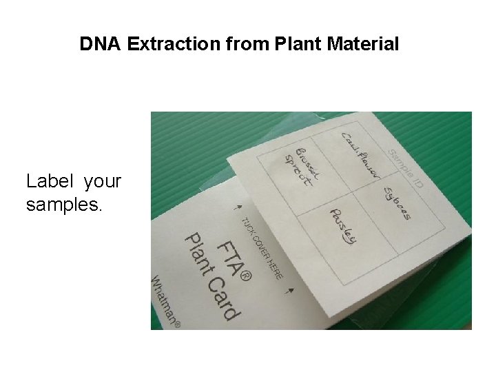 DNA Extraction from Plant Material Label your samples. 