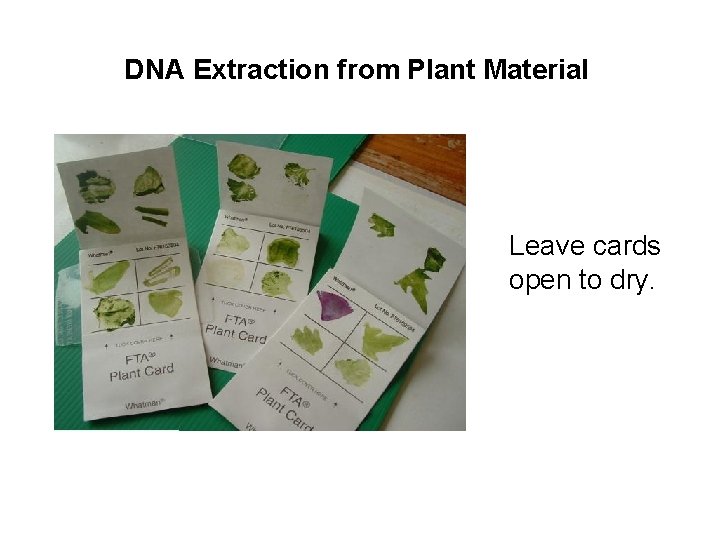 DNA Extraction from Plant Material Leave cards open to dry. 