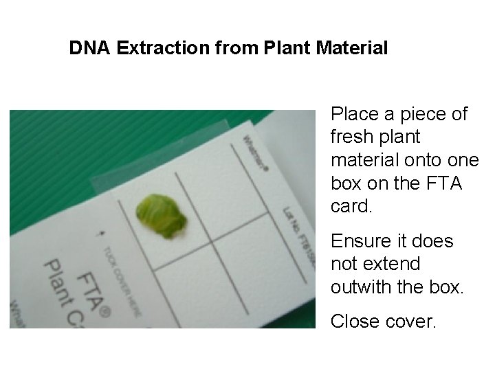 DNA Extraction from Plant Material Place a piece of fresh plant material onto one