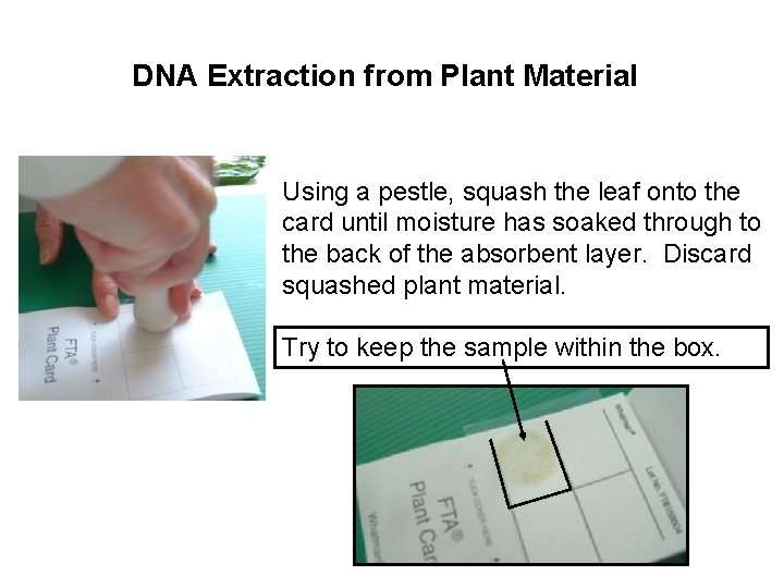 DNA Extraction from Plant Material Using a pestle, squash the leaf onto the card