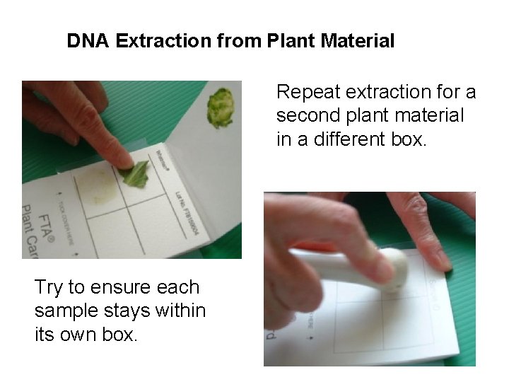 DNA Extraction from Plant Material Repeat extraction for a second plant material in a