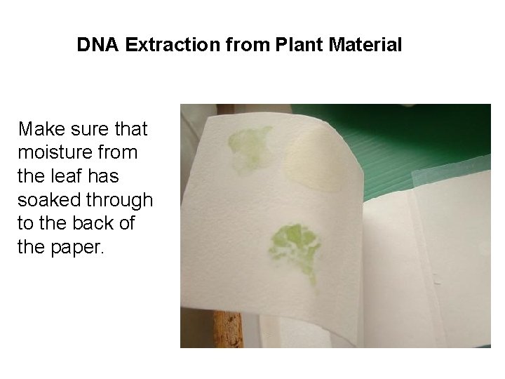 DNA Extraction from Plant Material Make sure that moisture from the leaf has soaked