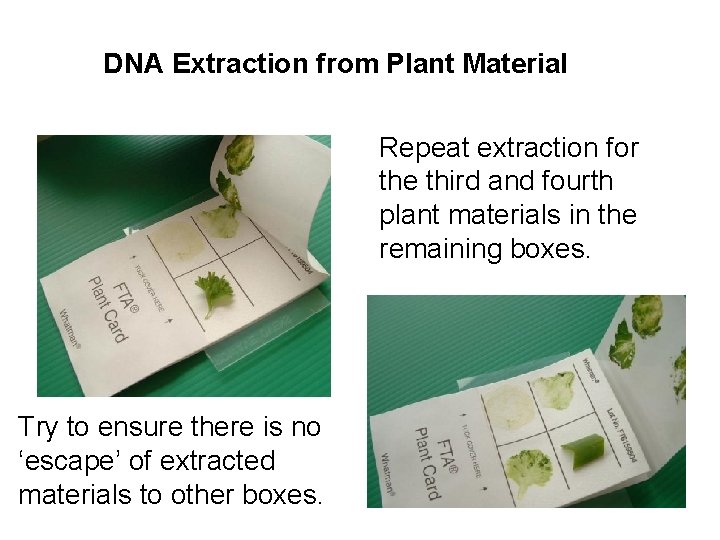 DNA Extraction from Plant Material Repeat extraction for the third and fourth plant materials