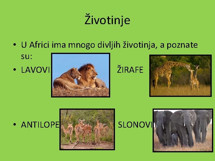 Životinje • U Africi ima mnogo divljih životinja, a poznate su: • LAVOVI ŽIRAFE
