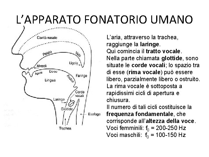 L’APPARATO FONATORIO UMANO L’aria, attraverso la trachea, raggiunge la laringe. Qui comincia il tratto