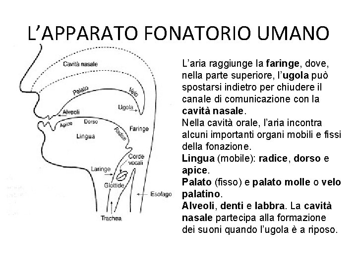 L’APPARATO FONATORIO UMANO L’aria raggiunge la faringe, dove, nella parte superiore, l’ugola può spostarsi