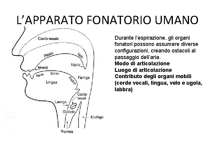 L’APPARATO FONATORIO UMANO Durante l’espirazione, gli organi fonatori possono assumere diverse configurazioni, creando ostacoli