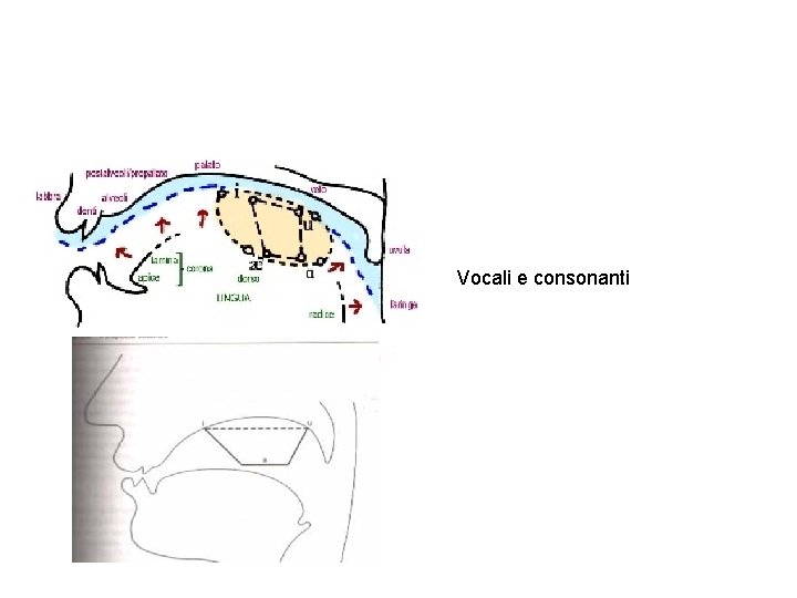 Vocali e consonanti 