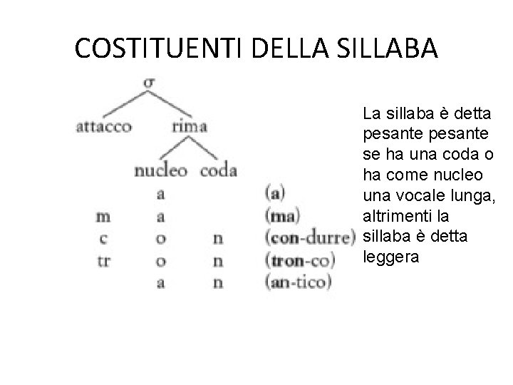 COSTITUENTI DELLA SILLABA La sillaba è detta pesante se ha una coda o ha