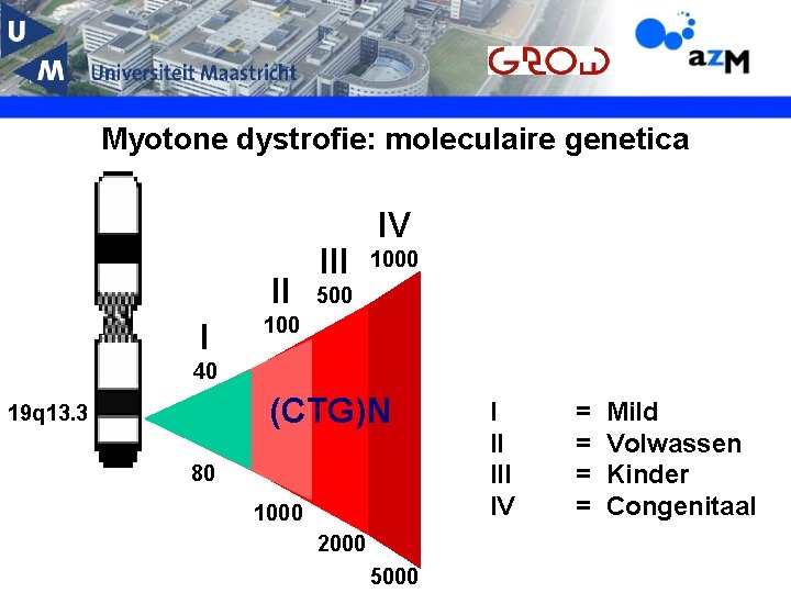 Myotone dystrofie: moleculaire genetica II I III IV 1000 500 100 40 (CTG)N 19