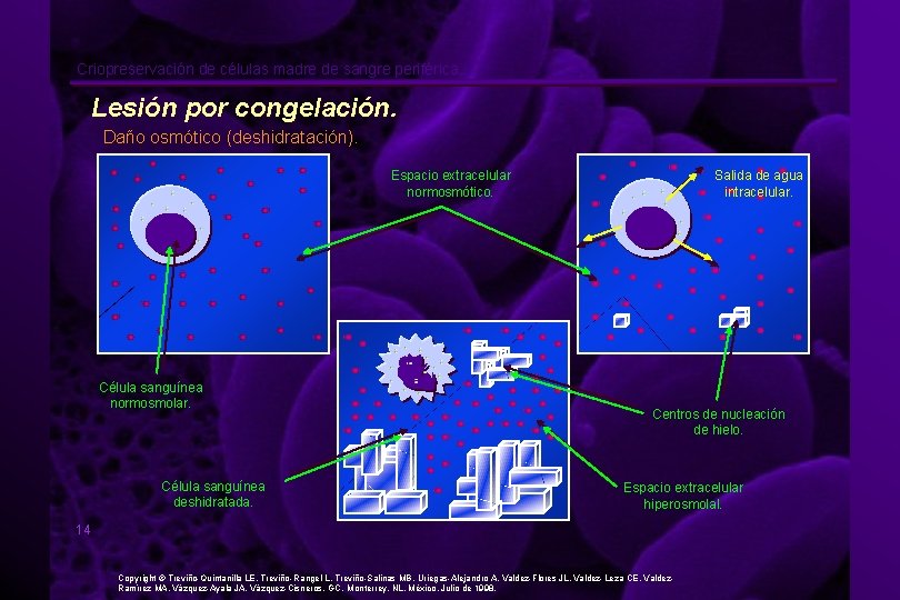 Criopreservación de células madre de sangre periférica. Lesión por congelación. Daño osmótico (deshidratación). Espacio