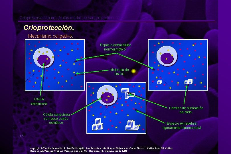 Criopreservación de células madre de sangre periférica. Crioprotección. Mecanismo coligativo. Espacio extracelular normosmótico. Molécula