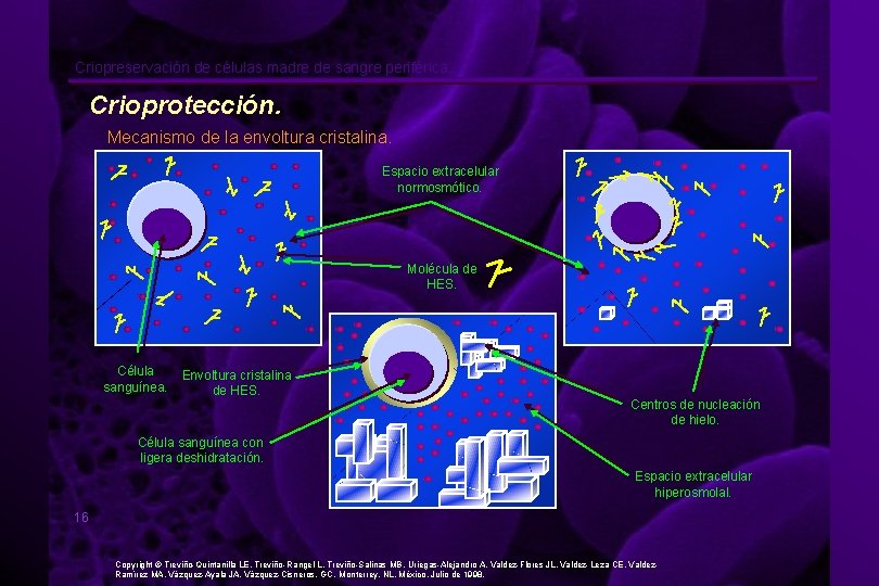 Criopreservacin de clulas madre de sangre perifrica Introduccin