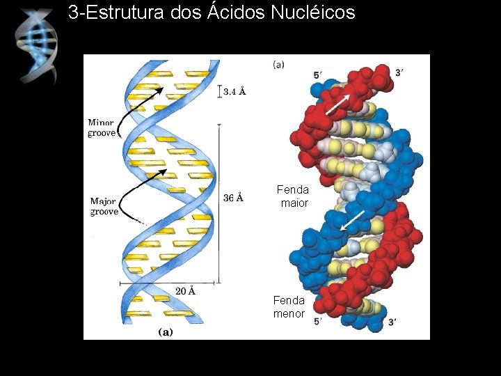 3 -Estrutura dos Ácidos Nucléicos Fenda maior Fenda menor 