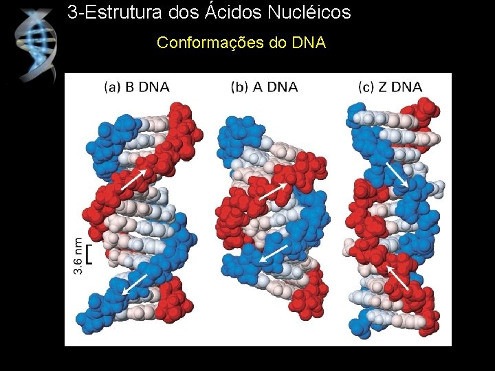 3 -Estrutura dos Ácidos Nucléicos Conformações do DNA 