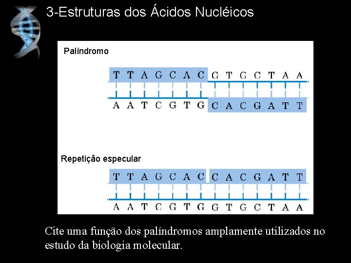 3 -Estruturas dos Ácidos Nucléicos Palíndromo Repetição especular Cite uma função dos palíndromos amplamente