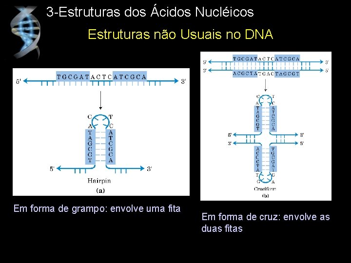 3 -Estruturas dos Ácidos Nucléicos Estruturas não Usuais no DNA Em forma de grampo:
