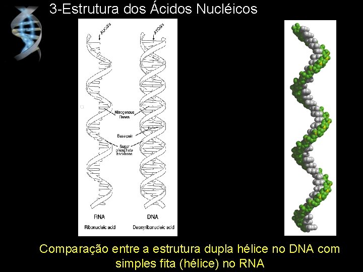 3 -Estrutura dos Ácidos Nucléicos Comparação entre a estrutura dupla hélice no DNA com