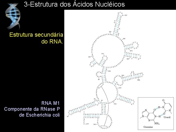 3 -Estrutura dos Ácidos Nucléicos Estrutura secundária do RNA M 1 Componente da RNase