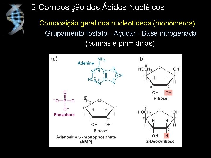 2 -Composição dos Ácidos Nucléicos Composição geral dos nucleotídeos (monômeros) Grupamento fosfato - Açúcar