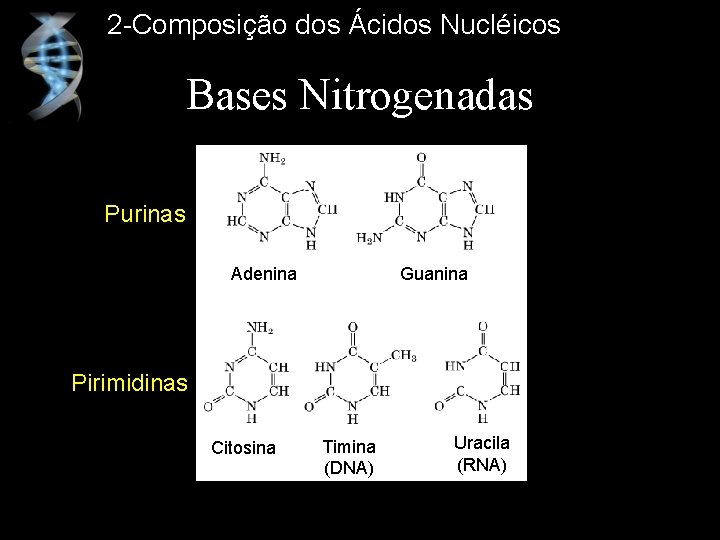 2 -Composição dos Ácidos Nucléicos Bases Nitrogenadas Purinas Adenina Guanina Pirimidinas Citosina Timina (DNA)
