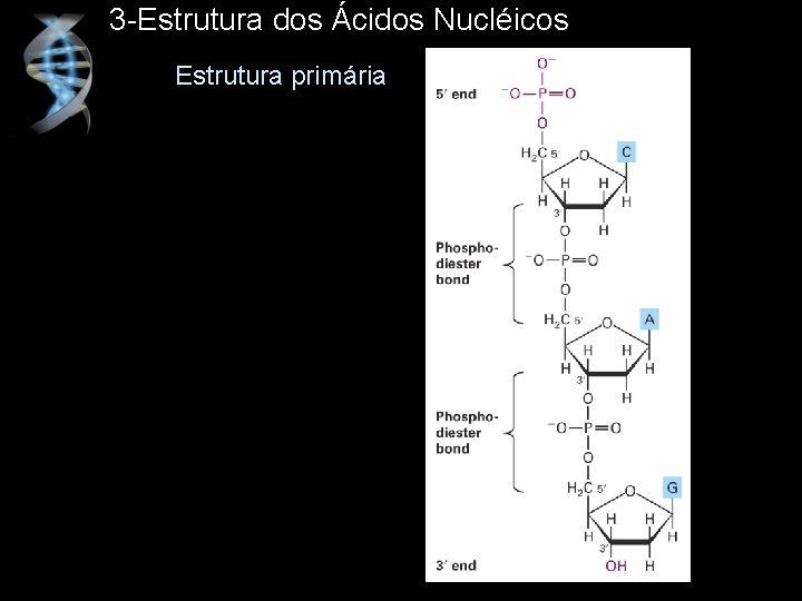 3 -Estrutura dos Ácidos Nucléicos Estrutura primária 