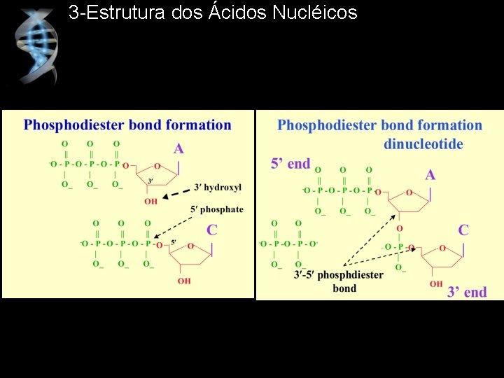 3 -Estrutura dos Ácidos Nucléicos 