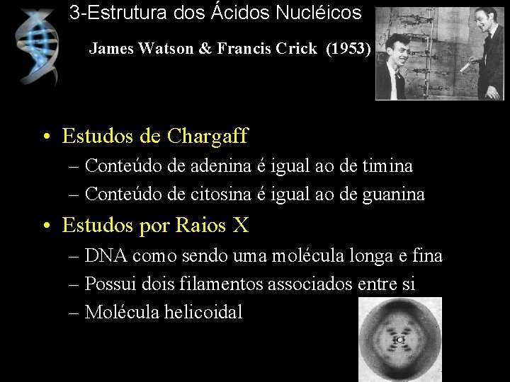 3 -Estrutura dos Ácidos Nucléicos James Watson & Francis Crick (1953) • Estudos de