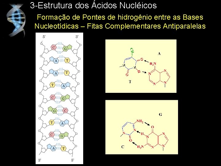3 -Estrutura dos Ácidos Nucléicos Formação de Pontes de hidrogênio entre as Bases Nucleotídicas