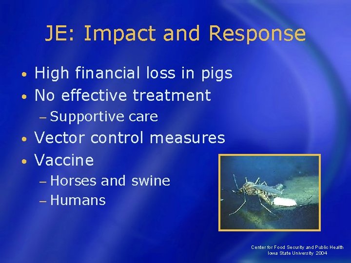 JE: Impact and Response High financial loss in pigs • No effective treatment •