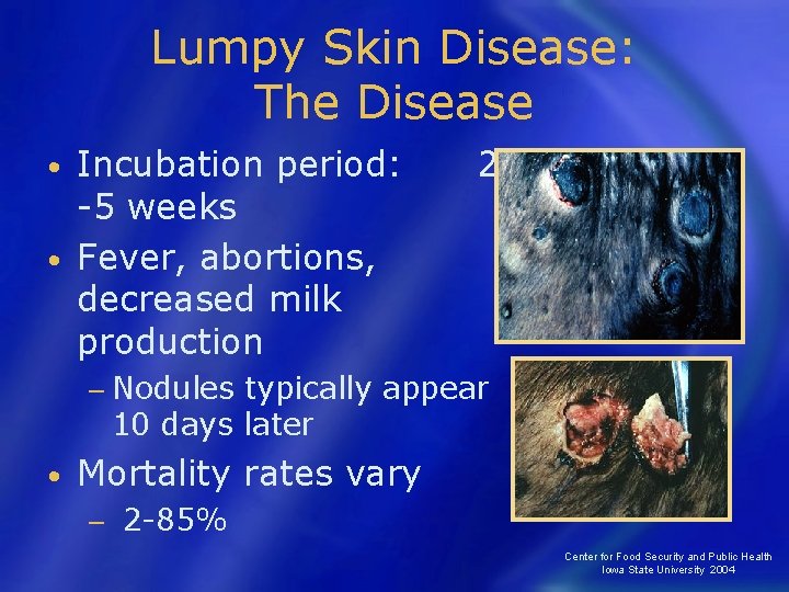 Lumpy Skin Disease: The Disease Incubation period: -5 weeks • Fever, abortions, decreased milk