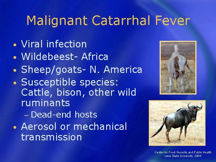 Malignant Catarrhal Fever Viral infection • Wildebeest- Africa • Sheep/goats- N. America • Susceptible