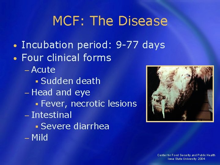 MCF: The Disease Incubation period: 9 -77 days • Four clinical forms • −