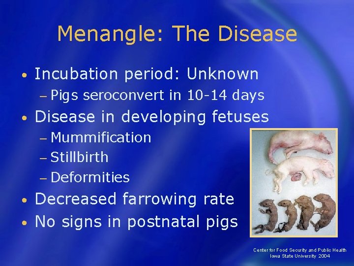 Menangle: The Disease • Incubation period: Unknown − Pigs • seroconvert in 10 -14