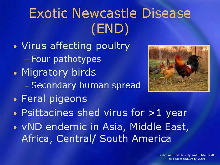 Exotic Newcastle Disease (END) • Virus affecting poultry − Four • pathotypes Migratory birds