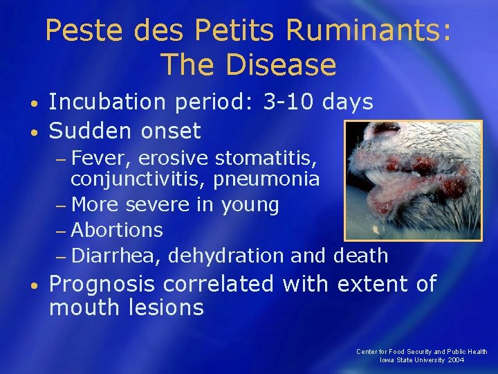 Peste des Petits Ruminants: The Disease Incubation period: 3 -10 days • Sudden onset