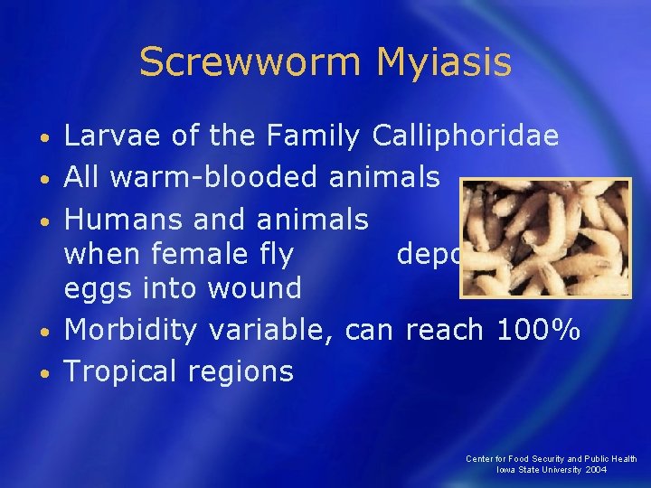Screwworm Myiasis • • • Larvae of the Family Calliphoridae All warm-blooded animals Humans Screwworm Myiasis • • • Larvae of the Family Calliphoridae All warm-blooded animals Humans