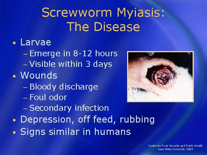 Screwworm Myiasis: The Disease • Larvae − Emerge in 8 -12 hours − Visible